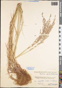 Festuca arundinacea Schreb. , nom. cons., Eastern Europe, North Ukrainian region (E11) (Ukraine)