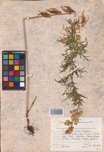 Aconitum anthora subsp. anthora, Eastern Europe, Eastern region (E10) (Russia)