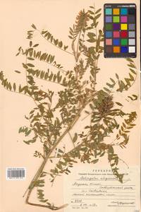 Astragalus uliginosus L., Siberia, Russian Far East (S6) (Russia)