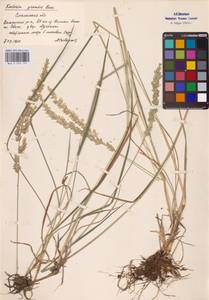Koeleria pyramidata subsp. pyramidata, Eastern Europe, Western region (E3) (Russia)