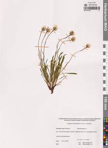 Erigeron silenifolius (Turcz. ex DC.) Botsch., Siberia, Chukotka & Kamchatka (S7) (Russia)