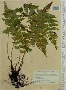 Dryopteris cristata (L.) A. Gray, Eastern Europe, Latvia (E2b) (Latvia)