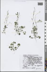 Cardamine hirsuta L., Eastern Europe, Volga-Kama region (E7) (Russia)