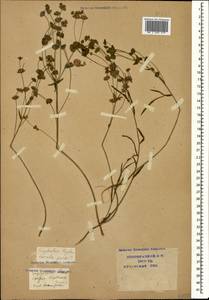 Euphorbia leptocaula Boiss., Caucasus, Krasnodar Krai & Adygea (K1a) (Russia)