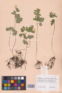 Isopyrum thalictroides L., Eastern Europe, Moldova (E13a) (Moldova)