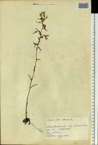 Campanula sibirica L., Siberia, Altai & Sayany Mountains (S2) (Russia)