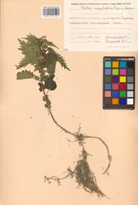 Urtica dioica var. holosericea Fr., Siberia, Chukotka & Kamchatka (S7) (Russia)