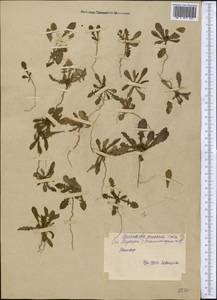 Garhadiolus papposus Boiss. & Buhse, Middle Asia, Syr-Darian deserts & Kyzylkum (M7) (Uzbekistan)