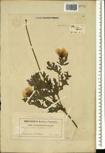 Glaucium corniculatum (L.) Rudolph, Caucasus, Georgia (K4) (Georgia)