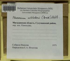 Pleurozium schreberi (Willd. ex Brid.) Mitt., Bryophytes, Bryophytes - Chukotka & Kamchatka (B21) (Russia)