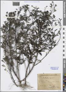 Amethystea caerulea L., Siberia, Russian Far East (S6) (Russia)