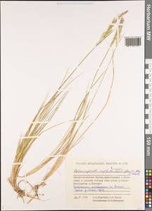 Achnatherum calamagrostis (L.) P.Beauv., Siberia, Yakutia (S5) (Russia)