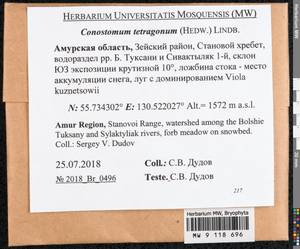 Conostomum tetragonum (Hedw.) Lindb., Bryophytes, Bryophytes - Russian Far East (excl. Chukotka & Kamchatka) (B20) (Russia)
