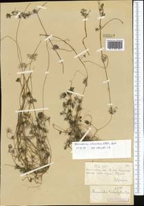 Ranunculus circinatus Sibth., Middle Asia, Muyunkumy, Balkhash & Betpak-Dala (M9) (Kazakhstan)