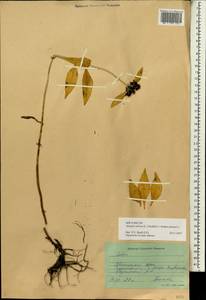 Phedimus aizoon (L.) 't Hart, Siberia, Russian Far East (S6) (Russia)