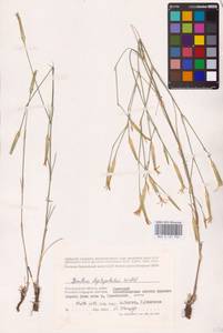 Dianthus leptopetalus Willd., Eastern Europe, Lower Volga region (E9) (Russia)