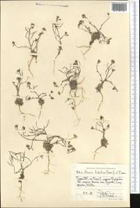 Crucihimalaya tibetica (Hook. fil. & Thomson) Al-Shehbaz, D. A. German & M. Koch, Middle Asia, Pamir & Pamiro-Alai (M2) (Tajikistan)