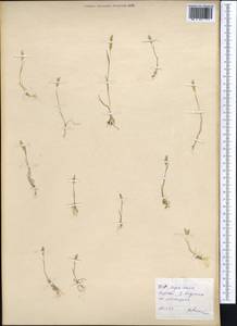 Poaceae, Middle Asia, Kopet Dag, Badkhyz, Small & Great Balkhan (M1) (Turkmenistan)