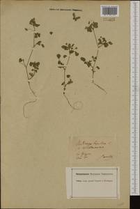 Medicago lupulina L., Western Europe (EUR) (Germany)