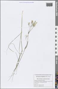 Eremogone longifolia (M. Bieb.) Fenzl, Eastern Europe, Middle Volga region (E8) (Russia)
