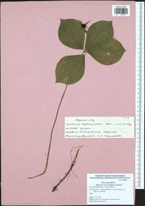 Paris quadrifolia L., Eastern Europe, Central region (E4) (Russia)