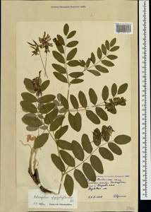 Astragalus glycyphylloides DC., Crimea (KRYM) (Russia)