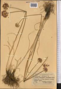 Allium lineare L., Middle Asia, Muyunkumy, Balkhash & Betpak-Dala (M9) (Kazakhstan)