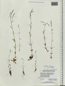 Epilobium davuricum Fisch. ex Hornem., Eastern Europe, Northern region (E1) (Russia)