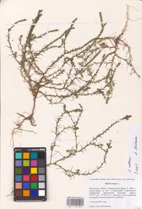 Salsola collina Pall., Eastern Europe, Moscow region (E4a) (Russia)