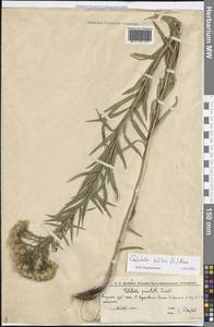 Galatella biflora (L.) Nees, Eastern Europe, Lower Volga region (E9) (Russia)