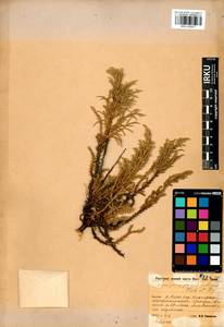 Juniperus pseudosabina Fisch. & C.A.Mey., Siberia, Baikal & Transbaikal region (S4) (Russia)