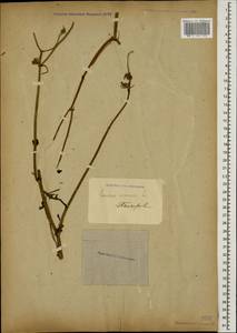 Sonchus arvensis L., Caucasus, Stavropol Krai, Karachay-Cherkessia & Kabardino-Balkaria (K1b) (Russia)