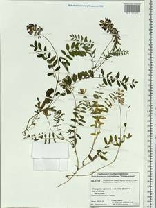 Astragalus alpinus L., Siberia, Central Siberia (S3) (Russia)