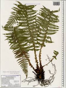 Polystichum setiferum (Forssk.) Moore ex Woyn., Caucasus, Azerbaijan (K6) (Azerbaijan)