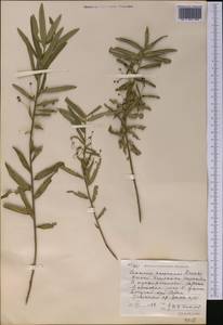 Euonymus nanus M. Bieb., Middle Asia, Western Tian Shan & Karatau (M3) (Uzbekistan)