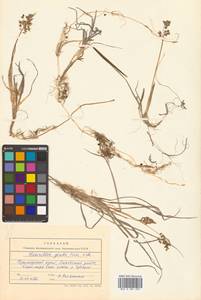 Anthoxanthum glabrum (Trin.) Veldkamp, Siberia, Russian Far East (S6) (Russia)