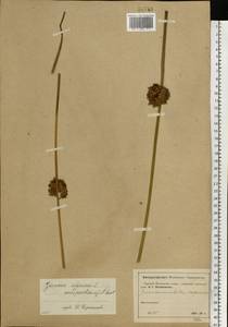 Juncus effusus L., Eastern Europe, Moscow region (E4a) (Russia)