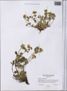 Potentilla villosa Pall. ex Pursh, America (AMER) (United States)