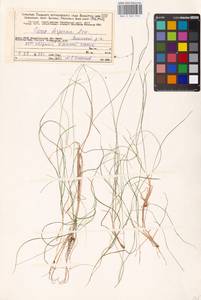 Carex disperma Dewey, Eastern Europe, Northern region (E1) (Russia)