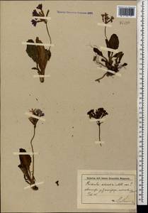 Primula amoena M. Bieb., Caucasus, Krasnodar Krai & Adygea (K1a) (Russia)