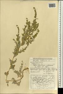 Atriplex tatarica L., Mongolia (MONG) (Mongolia)