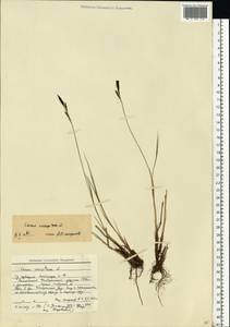 Carex cespitosa L., Eastern Europe, Central forest region (E5) (Russia)