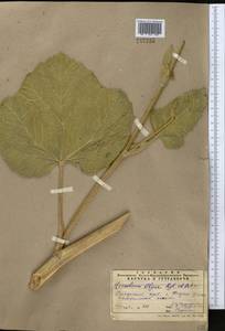 Tetrataenium olgae (Regel & Schmalh.) Manden., Middle Asia, Pamir & Pamiro-Alai (M2) (Uzbekistan)