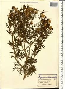 Peganum harmala L., Caucasus, Azerbaijan (K6) (Azerbaijan)