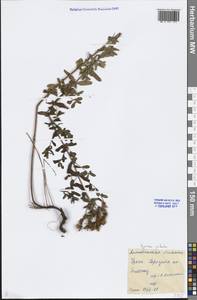 Hypericum perforatum L., Middle Asia, Caspian Ustyurt & Northern Aralia (M8) (Kazakhstan)