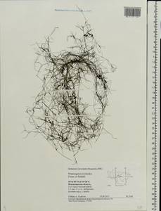 Potamogeton trichoides Cham. & Schltdl., Eastern Europe, Central region (E4) (Russia)
