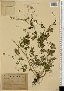 Tanacetum parthenium (L.) Sch. Bip., Caucasus, Armenia (K5) (Armenia)