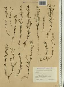 Chaenorhinum minus, Eastern Europe, Latvia (E2b) (Latvia)