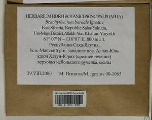 Brachythecium boreale Ignatov, Bryophytes, Bryophytes - Yakutia (B19) (Russia)