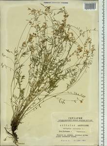 Astragalus austriacus Jacq., Siberia, Western Siberia (S1) (Russia)